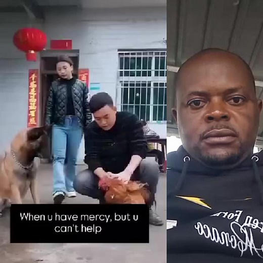 Heartwarming Dog Interactions and Daily Moments