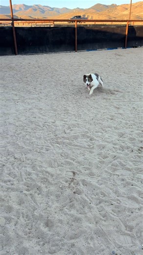 #sis is getting pretty soft and easy to work. It’s about time to start working on inside flanks #cattledog #bordercollie #workingdog #double_r_stockdogs