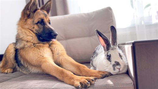 German Shepherd Confused by Meeting a Giant Rabbit