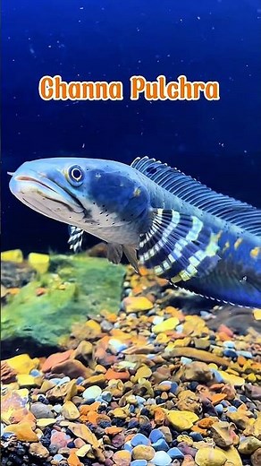 Dành cho những ai nuôi Lóc Pháo Hoa Đốm Vàng #bumfish #channa #caloccanh #channapulchra
