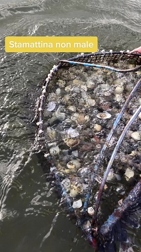 Scallop Collecting: A Scenic Fishing Experience