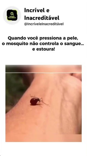 Por que o mosquito explode ao sugar sangue? Curiosidade incrível!