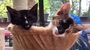 Scampy snuggles in the cat tree ❤️ | The Jedikittens Family