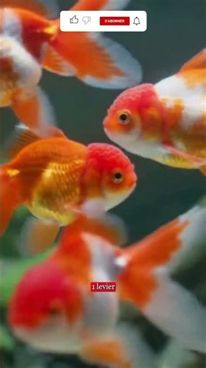 Le plus grand MENSONGE sur les poissons rouges !
