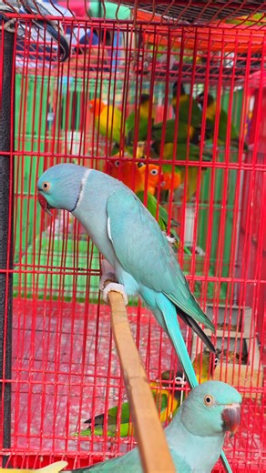 Blue ringneck parrot. #parrot #reels #birds #viral | Exotic Pets Aviary