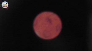 Primary 6 Microscope Adventure! Hey Primary 6 families! 🌟 Our budding scientists explored the microscopic world. They learned to prep specimens, identified microscope parts, used different lenses, and dived into the world of plant and animal cells. 🌾 Kudos to our young explorers for an exciting day of discovery! | Badr Tigers' Modern Language Schools