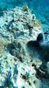Cephalopod Dynamic Camouflage😱😱😱 #fishingworldtv #viralreelsシ #viralvideoシ #spearfishingworld #fishingtrip #spearfishing #fishinglife | Fishing World Tv