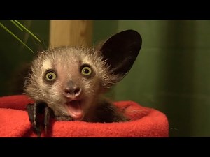 First Footage Of Rare Newborn Lemur