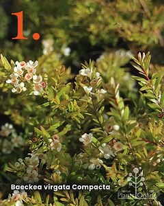 21K views · 109 reactions | Native Australian hedges bring the best of both worlds - lush greenery with a tough, drought-hardy attitude. Whether you’re after a fast-growing privacy screen or a wildlife-friendly feature, these homegrown beauties know how to stand tall and look good doing it. Visit https://www.australianplantsonline.com.au/tubestockplants/hedges/native-hedges.html to learn more. | Australian Plants Online | Facebook