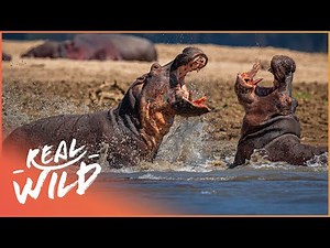 Searching For The Hostile Hippopotamus | Wildlife Quest