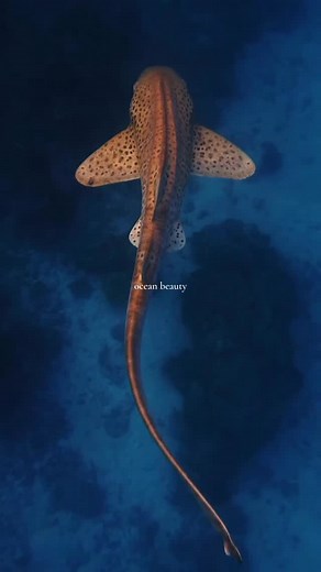 Ocean the Majesty on Instagram: "Leopard shark or Zebra shark?🦈🪸🐠 🎥 @josepostigo Names “leopard shark” and “zebra shark” are used interchangeably depending on where you are. However, they are distinct species. 🦓🦈🐆🦈 This one in the video, (Stegostoma fasciatum), is a carpet shark known in the United States as the zebra shark and in Australia and generally Indo-Pacific region as the leopard shark. It is a tropical, bottom-dwelling, large shark (around 8 feet / 2.4 m) that looks striped as