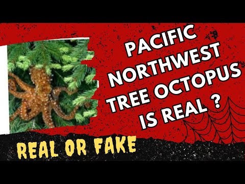 Pacific Northwest Tree Octopus Real or Fake | Pacific Northwest Tree Octopus is Real? | Reality