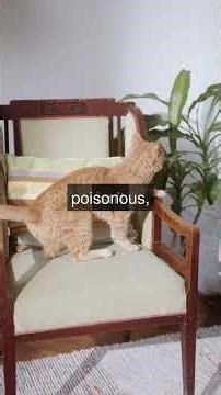 Foods to Avoid Feeding Your Cat Cats need a special diet to stay healthy Some foods...