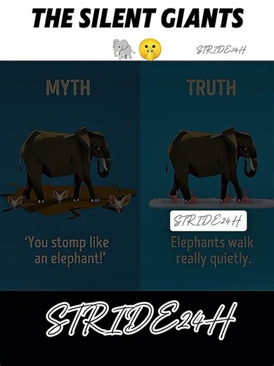 Why You’ve Been Wrong About Elephant Steps!#STRIDE24H#ELEPHANTS#WILDLIFEFACTS#MYTHBUSTERS#shorts