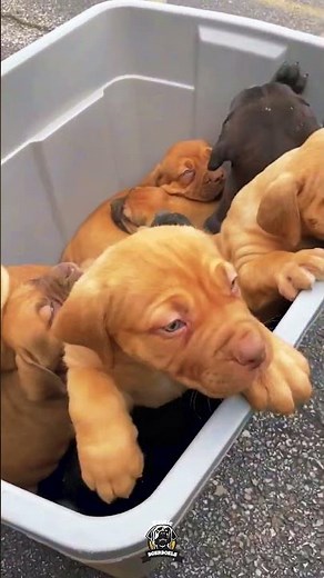 This Is the SAFEST Way to Transport Puppies to the Vet #boerboels #boerboelpuppies #healthcheckups