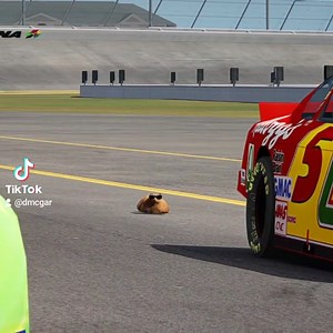 When you type race cat instead of car. 🎥 Pablo the Race Cat | NASCAR on USA