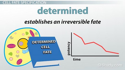 Cell Fate Specification: Cytoplasmic Determinants & Inductive Signals