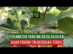 Inilah Perawatan Pohon Tin yang Tidak Boleh di Tinggalkan ✅