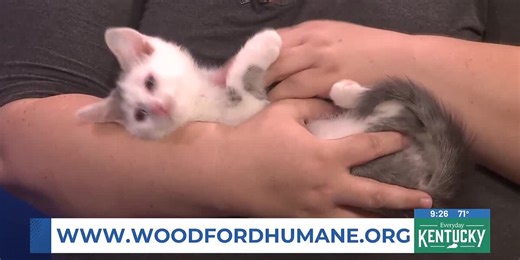 FurEver Friends - Mackerel