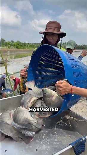 Inside a Massive Tilapia Farm: Millions of Fish Raised for Food
