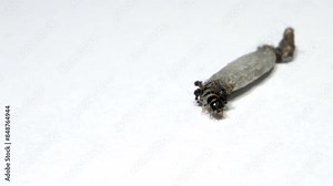 household casebearer case bearer crawling on wall insect found in house hold dust extreme close up