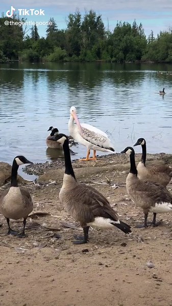 American White Pelican Meets Polly the Goose