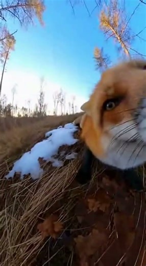 “Fox Steals a GoPro and Films This 🤯🦊