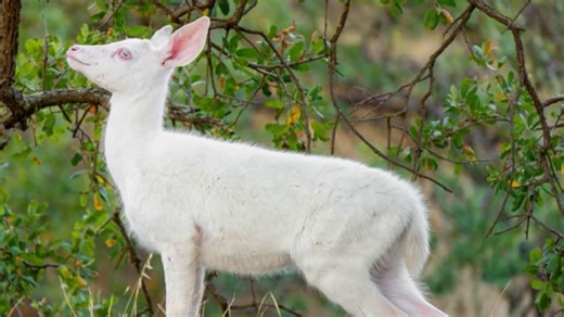 Albino deer spotted in East Bay
