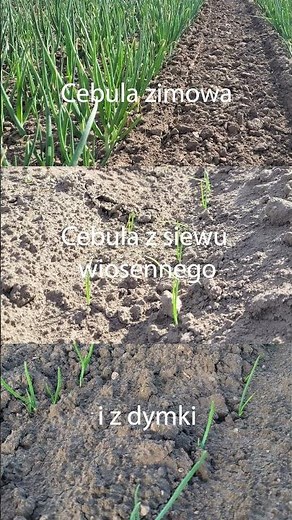 Cebula zimowa - jak wygląda plantacja?