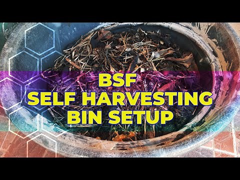 BSF Self Harvesting - Black Soldier Fly Larvae