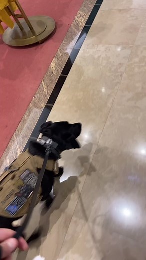 We encounter these often at work, so we always practice. #practice #escalator #fyp #dogsoftiktok #k9 #labrador #foryou #k9unit