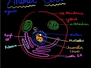 How to Draw an Animal Cell