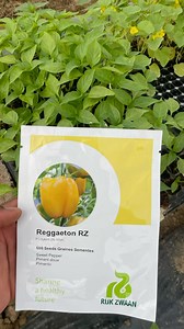 Seed sowing and seedling management is a very vital aspect of crop production. Many Nigerian farmers struggle with raising seedlings as this is a skill on its own. Some farmers struggle with poor or no germination, while others suffer seedling mortality due to damping off or other causes. For germination, it is dependent on the variety and conditions of sowing/care. For us, we use @rijkzwaan variety because their seeds are precision seeds with very good germination rates - over 98%. I pride myse