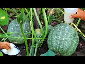 How to Milk a Pumpkin Plants - Pumpkin Plant Won't Stop Growing - How To Fertilize Your Pumpkin