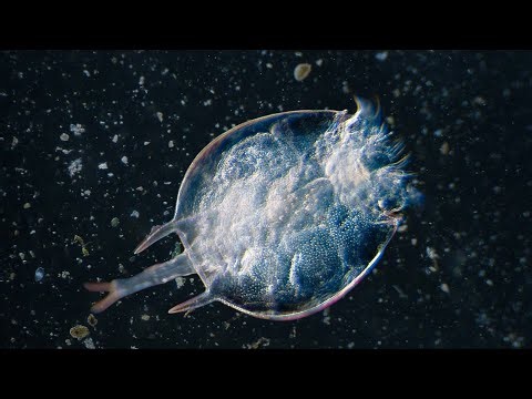 Filo Rotifera – Parte 2: Quatro Clados Principais.