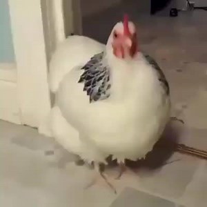 This is what happens when a chicken sneezes... | Chicken Feed