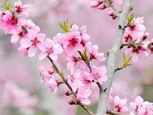 萌音・桃子・百恵… 近年人気「も」で始まる女の子の名前 [赤ちゃんの命名・名づけ] All About