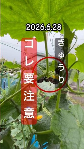 [How to Prune and Train Your Cucumber Plants Now] #CucumberCultivation