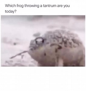 Funny and cute! | Tucker The Tiny Tortoise