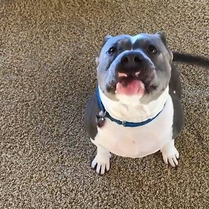 This pittie survived multiple gunshot wounds | Animals Lovers