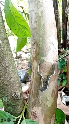 A very simple and easy technique for learning to cut. | Karim Cod