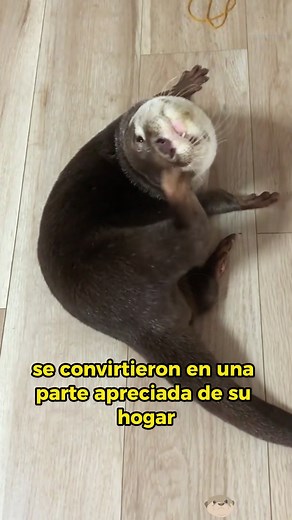 An otter asks humans for help, then... #animals #Foryou #Friendship #Us