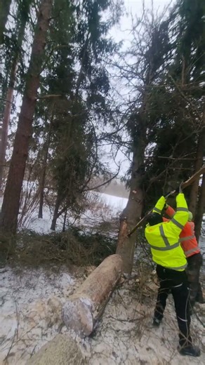 A trick for freeing a fallen tree stuck in the crown