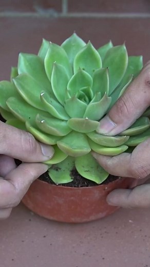 26K views · 230 reactions | How To Grow Succulents With Leaves Easily With Natural Aloe Vera | Diy Garden World | Facebook