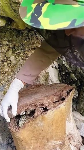Careful opening process of the wooden beehive for honey collection