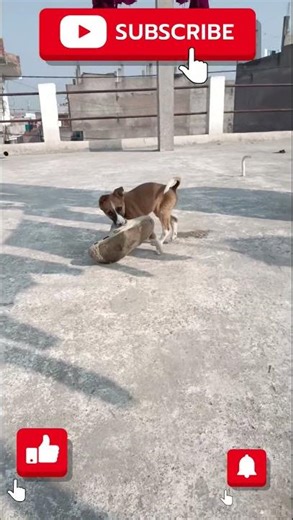 #max ko meri sleeper pasand aa gayi#🐶🐶🐶