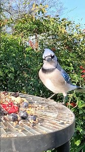 Mockingbird then Blue Jay