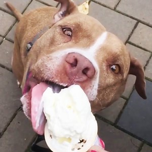 A closer look at just how scary pit bulls can be! | BuzzFeed's Adorably