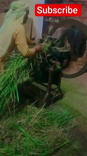 Cutting green fodder for the buffaloes with an electric fodder chopper. #innovativefarmers #farming