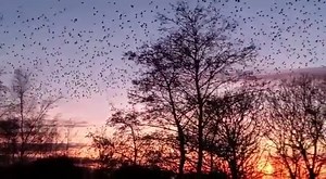 What a sight! 🤩 Did you know, a flock of Jackdaws is known as a clattering? You can hear their distinctive 'kya' calls as they dip and whirl in the twilight. 📽️ Sue Belej, Learning and Engagement Manager at Slimbridge | WWT